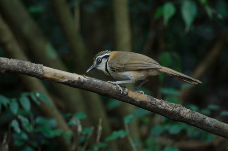 Necklaced Laughingthrush Garrulax monileger 在自然, 泰国