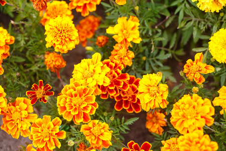 花坛上有明亮的橙色花 金盏花。宏观