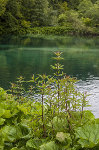 克罗地亚, 28062018 水生植物和湖在国家的最旧的公园之一的普利特维切湖国家公园, 在克罗地亚中部山区喀斯特地区在边