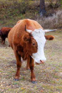 棕色母牛在牧场上