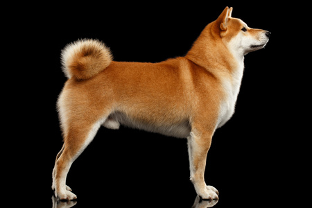 纯种狗站在孤立的黑色背景上的红色 Shiba inu