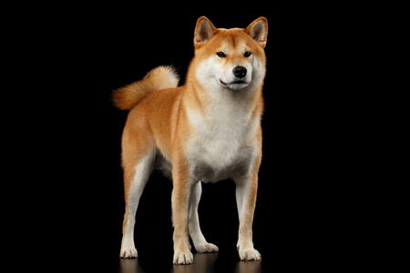 纯种狗站在孤立的黑色背景上的红色 Shiba inu