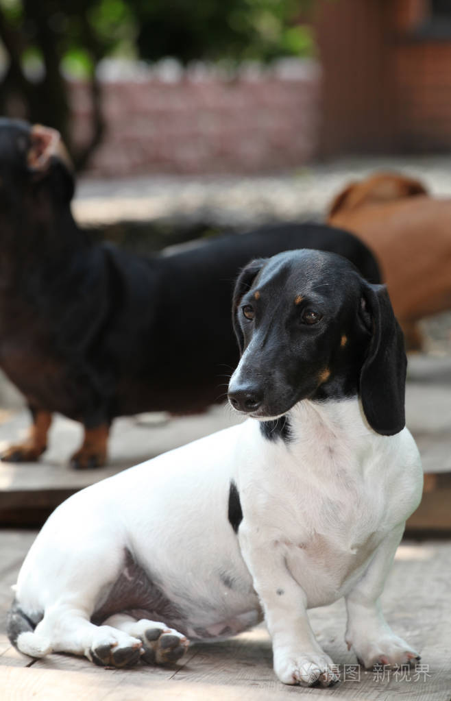 腊肠狗夏日花园