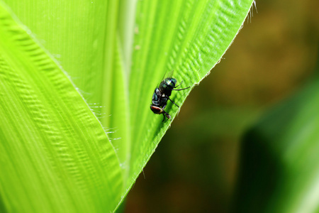 绿色叶子背景纹理昆虫