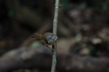 褐颊 Fulvetta, 灰眼 Fulvetta Alcippe poioicephala 在森林 Thailan