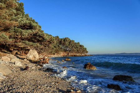 松树在蔚蓝的大海的岸边。亚德里亚海，克罗地亚