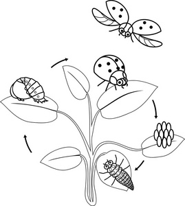 从卵到成年昆虫的瓢虫发育阶段序列照片