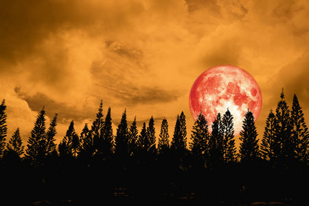 全红月背剪影高松树在深红色橙色夜空中, 这个形象的元素由 Nasa 提供