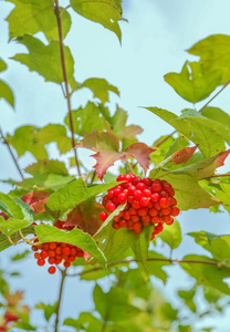 对布什的红色荚蒾 Bunches