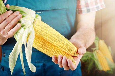 手玉米植物图片