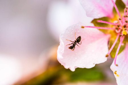 一个美丽的盛开的树在春天的细节。漂亮的粉红色的花朵, 小雨滴和小蚂蚁。带浅景深的宏镜头