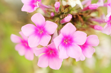 夹竹桃粉红色花朵的浪漫景色。散景背景
