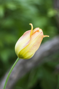 美丽的黄色和白色的郁金香在明亮的绿色春天背景的相片飞溅