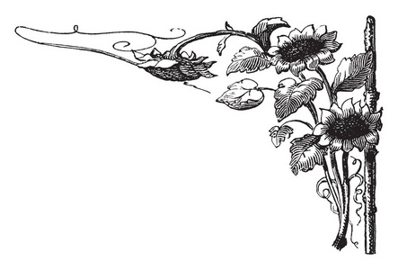 向日葵角主题的右侧设计, 它有三向日葵安排在这个模式, 复古线画或雕刻插图