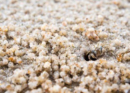 小螃蟹吃沙子, 靠近他们在海滩上的洞