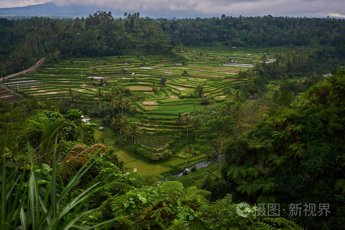 景观, 梯田稻田周围的热带森林.种植园, 农场.