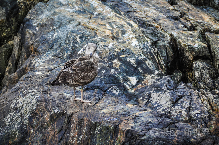 孤独鸟在米尔福德峡湾，新西兰