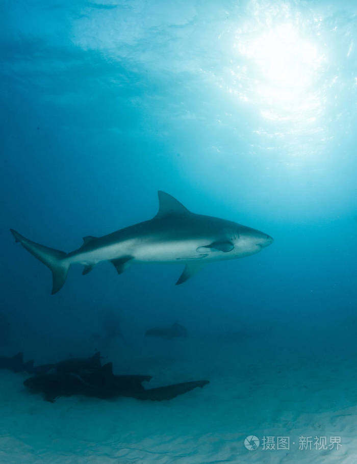 图片显示在巴哈马的公牛鲨鱼
