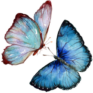 异国情调的蝴蝶在水彩风格中被孤立.昆虫的全名: 蝴蝶.