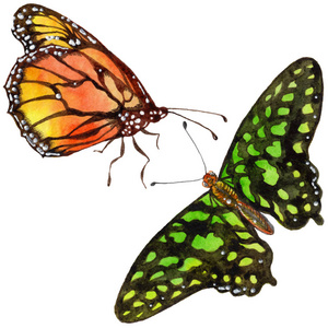 异国情调的蝴蝶在水彩风格中被孤立。昆虫的全名 蝴蝶。水彩画的背景, 质地, 包装图案或纹身的野生昆虫