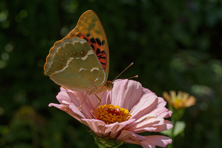 蝴蝶坐在粉红色百日草
