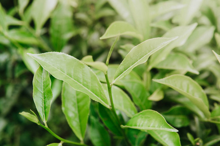 绿茶在茶叶种植园的叶子早晨关闭绿色背景