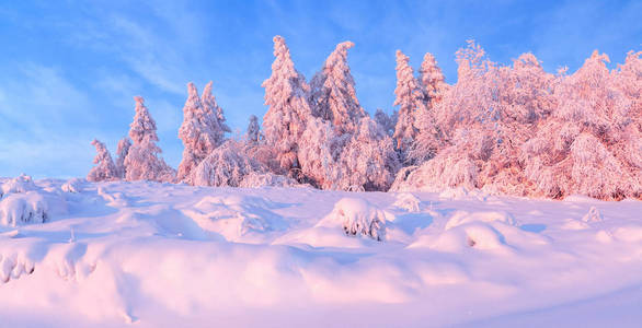 全景与冬季神话般的杉木树覆盖着蓬松的雪突出与粉红色的光。冰冻的雪花创造了有趣的形式和体积。梦幻冬景