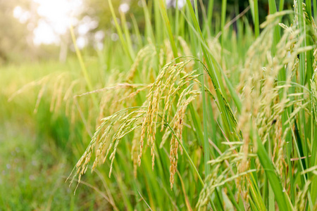 泰国农村的种子和大米仍然是绿色的