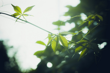 爬山虎 爬山虎 在花园里