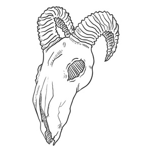 羊头骨素描结构图图片