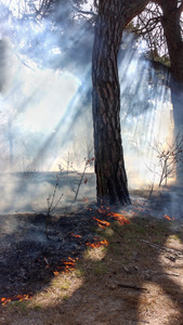 森林火灾的发展。火焰开始损坏树干