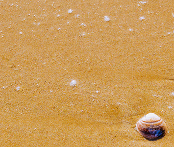 天然海壳躺在沙滩上, 水洗着水, 阳光明媚的日子, 节日