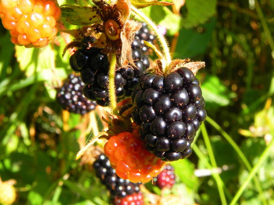 在花园灌木丛中的黑莓浆果