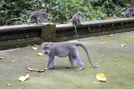 长尾猕猴 猕猴猴, 猴在 Sangeh 猴林在巴厘岛, 印度尼西亚