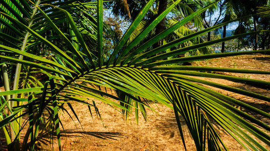 水平弯曲棕榈树成分图片