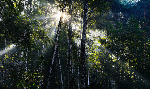 俄罗斯森林景观背景水平生动太阳光束
