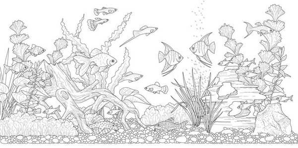 长方形水平水族馆与植物,配件和鱼.colorin 水下景观单色图解照片