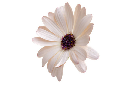 美丽的 osteospermum 或非洲菊花花白色隔离