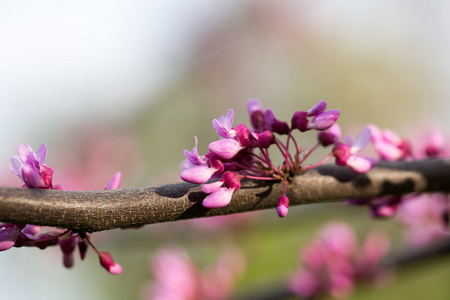 欧洲的, 或欧洲的, 或犹大树 lat cercis