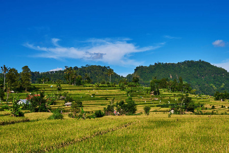 美丽的风景景观的黄色阳台上的蓝天背景。稻田准备丰收。农业农场。这个村子位于梯田的山谷中。水稻栽培