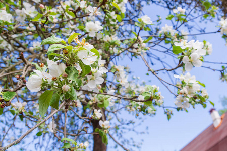 在晴朗的天气里, 苹果树在春天开花。