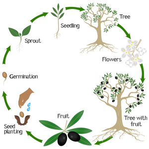 橄榄植物生长周期在白色背景下分离