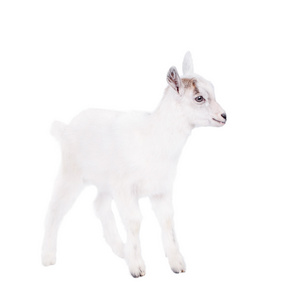 Goatling 上白色孤立