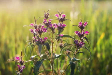 Phlomis 是一种稀有的草原植物