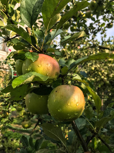 苹果在夏天成熟于树上。有机食品。样式顶部视图组对象