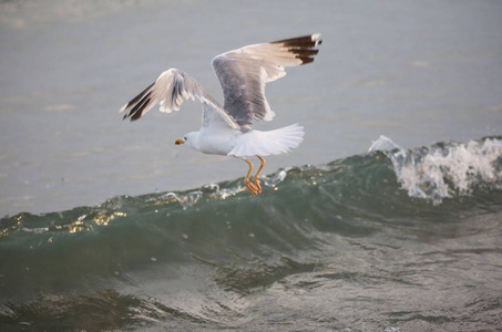 海鸥在海洋的水面上自由飞翔