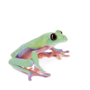 白色背景上的美丽双面蓝树蛙照片