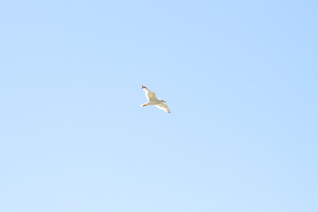万里无云的天空中的海鸥