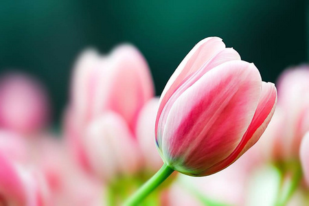 美丽的粉红色郁金香在庭院自然背景