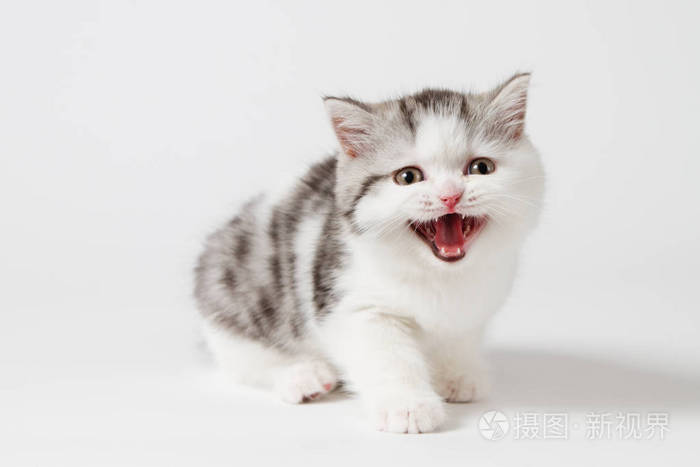 小猫叫声喊道照片 正版商用图片0s9kc8 摄图新视界
